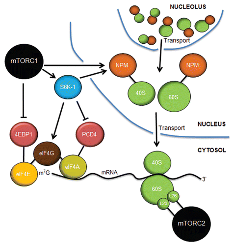 Figure 5 Control of translation by mTORC1 and mTORC2. mTORC1 controls cap-dependent translation through the phosphorylation and inactivation of 4EBP1, freeing eIF4E to bind to the 7-methylguanosine (m7G) cap structure at the 5′ end of mature mRNAs. S6K-1 phosphorylates eIF4G to initiate its interaction with eIF4G at the cap while also inactivating PCD4, the negative regulator of the eIF4A RNA helicase. mTORC1 (in astrocytes) and S6K-1 (in fibroblasts) stimulates the increased expression of nucleophosmin (NPM), which acts in a rate-limiting manner to transport mature 40S and 60S ribosome subunits from the nucleolus/nucleus into the cytosol, where they engage in mRNA translation. mTORC2 interacts with rpL23 and rpL26 of the 60S subunit on polysomes during translational elongation. Inhibition of mTORC1 or mTORC2 dramatically attenuates mRNA translation.