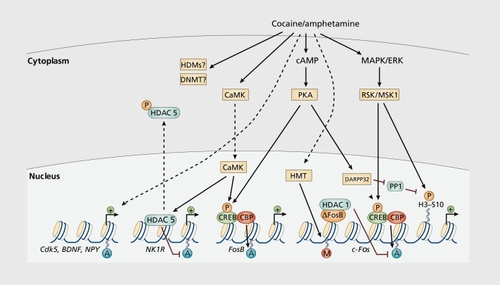 Figure 2. Regulation of chromatin structure by drugs of abuse. Drug-induced signaling events are depicted for psychostimulants such as cocaine and amphetamine. These drugs increase cAMP levels in striatum, which activates protein kinase A (PKA) and leads to phosphorylation of its targets. This includes the cAMP response element binding protein (CREB), the phosphorylation of which induces its association with the histone acetyltransferase, CREB binding protein (CBP) to acetylate histones and facilitate gene activation. This is known to occur on many genes including fosB and c-fos in response to psychostimulant exposure. AFosB is also upregulated by chronic psychostimulant treatments, and is known to activate certain genes (eg, cdk5) and repress others (eg, c-fos) where it recruits HDAC1 as a corepressor. This repression of c-fos also involves increased repressive histone methylation, which is thought to occur via the induction of specific histone methyltransferases (HMTs). In addition, cocaine regulates the HMT, KMT1 C/G9a, which alters histone H3 methylation on K9. It is not yet known how cocaine regulates histone demethylases (HDM) or DNA methyltransferases (DNMTs). Cocaine also activates the mitogen activated protein kinase (MAPK) cascade, which through MSK1 can phosphorylate CREB and histone H3 at serine 10. Cocaine promotes H3 phosphorylation via a distinct pathway, whereby PKA activates protein phosphatase 2A, leading to the dephosphorylation of serine 97 of DARPP32. This causes DARPP32 to accumulate in the nucleus and inhibit protein phosphatase-1 (PP1) which normally dephosphorylates H3. Chronic exposure to psychostimulants increases glutamatergic stignaling from the prefrontal cortex to the NAc. Glutamatergic signaling elevates Ca2+ levels in NAc postsynaptic elements where it activates CaMK (calcium/calmodulin protein kinases) signaling, which, in addition to phosphorylating CREB, also phosphorylates HDAC5. This results in nuclear export of HDAC5 and increased histone acetylation on its target genes (eg, NK1R[NK1 or substance P receptor]). From ref 8: Tsankova N, Renthal W, Kumar A, Nestler EJ. Epigenetic regulation in psychiatric disorders. Nat Rev Neurosci. 2007;8:355-367.