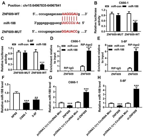 Figure 3 Circ-ZNF609 sponged miR-188. (A) The binding position of miR-188 in circ-ZNF609 was predicted by starbase. Red color represented the mutated position. (B and C) Luciferase activity was determined in C666-1 (B) and 5-8F (C) cells transfected with circ-ZNF609-WT or circ-ZNF609-MUT and miR-188 or miR-con. (D and E) RIP assay was performed to verify the interaction between circ-ZNF609 and miR-188 in C666-1 (D) and 5-8F (E) cells. (F) MiR-188 expression was measured by qRT-PCR assay in NPC cells and normal cells. (G and H) MiR-188 expression was detected in C666-1 (G) and 5-8F (H) cells transfected with pcDNA3.1(+) CircRNA Mini, circ-ZNF609, si-con, or si-circ-ZNF609, respectively. **P<0.01 and ***P<0.001.