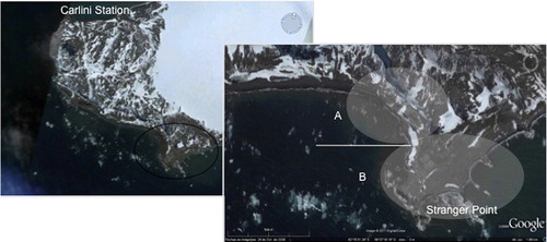 Fig. 1 Study area. Gentoo penguin (Pygoscelis papua) colony at Stranger Point, King George Island (Isla 25 de Mayo), South Shetland Islands. The division of the colony into areas A and B is shown.