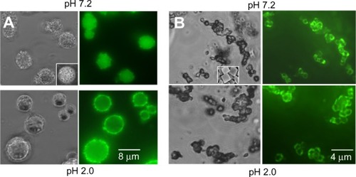 Figure 4 Bright-field and fluorescent images of the nanoencapsulated insulin (A) and nanoencapsulated insulin-chitosan (B) microparticles at pH 2.0 and 7.2, respectively.Notes: Left: bright-field; right: fluorescence. Insets: images of the microcrystals/microparticles, imaged using scanning electron microscopy.