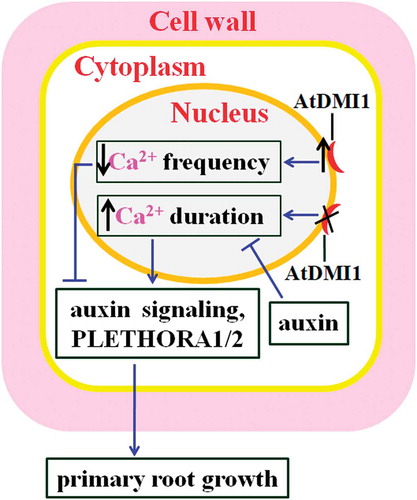 Figure 1. Mechanisms for nuclear Ca2+ regulating PR growth. Overexpression of AtDMI1 decreases Ca2+ frequency, inhibiting auxin signaling, decreasing the expression of PLETHORA1 and PLETHORA2, and retarding PR growth. Impairment of AtDMI1 increases Ca2+ duration, stimulating auxin signaling and the expression of PLETHORA1 and PLETHORA2, and PR growth. Thick up and down arrows, respectively, represent increases and decreases in their levels; thin arrows indicate positive regulation, and bars indicate negative regulation. The black cross means impairment of AtDMI1.