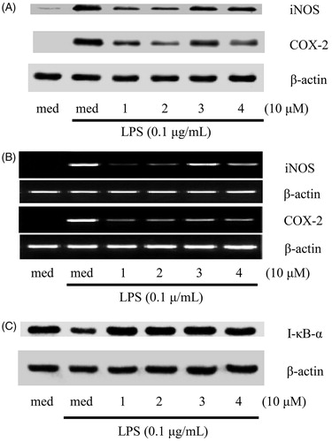 Figure 3. The inhibitory effects of sesquiterpenoids (compounds 1–4) on the expression of iNOS and COX-2 in LPS-activated BV-2 cells. (A) The protein level of iNOS and COX-2 were measured by Western blotting. (B) The mRNA level of iNOS and COX-2 were measured by RT-PCR. (C) The protein level of Iκ-B was measured by Western blotting.