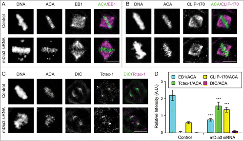 Figure 1. CLIP-170 and Tctex-1, but not dynein, remain at attached kinetochores without mDia3 and EB1. (A–C) Indirect immunofluorescence staining of DNA (DAPI staining) and ACA, along with EB1 (A), CLIP-170 (B), Dynein (DIC in C), and Tctex-1 (C) in control and mDia3 knockdown metaphase cells as indicated (72 hr post-transfection). Cells were treated with nocodazole for 4 hrs and then released into MG132 for 1 hr prior to fixation. Bar, 5 μm. (D) Quantification of the relative intensities (per kinetochore) at aligned kinetochores of EB1/ACA, CLIP-170/ACA, DIC/ACA, and Tctex-1/ACA in metaphase cells (mean with 95% confidence interval, P < 0.0001 as indicated by *** based on more than 30 kinetochores from at least 5 cells).