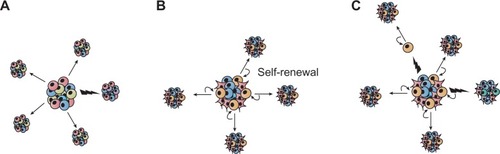 Figure 1 Sources of heterogeneity within cancer. (A) The stochastic model postulates that all tumor cells are equally capable of self-renewal or differentiation, and are tumorigenic. Tumor heterogeneity is achieved through genetic and/or epigenetic alterations (indicated by flashes). (B) In the hierarchical model, also called the cancer stem cell model of tumor growth, only a subset of tumor cells, the so-called cancer stem cells, has the ability to self-renew, and these cells give rise to committed progenitors with limited proliferative potential, which eventually terminally differentiate. (C) Extending the two concepts, the complex model suggests that epigenetic changes potentially due to micro-environmental factors can influence the tumor cell phenotype and function and thereby can also affect tumor heterogeneity.