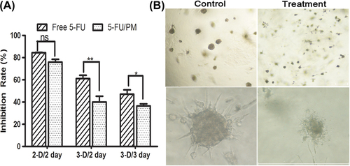 Figure 4. Cytotoxicity of 95-D cells induced by 5-FU formulations. (A) Growth inhibition of 5-FU or 5-FU/PM of tumor cells in different models was measured by MTT assay. Cells were incubated in 2-D model for 2 days or in 3-D for 5 days and then treated with 50 μg/mL 5-FU equivalent concentration of 5-FU/PM for 48 h. (B) Morphology of cells after exposure to 5-FU-loaded micelles for 48 h. Bright field images were captured using an inverted microscope to monitor morphology of cells in the control group (left) and treated group (right). Data from three independent experiments were presented as mean ± SD, and the Student's t-test was used to compare the means of two samples, ns: no significance; **p < 0.01; ***p < 0.001. Scale bar = 100 μm.