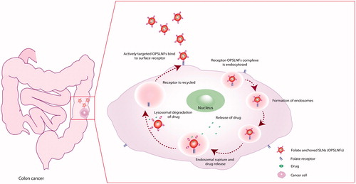 Figure 12. A diagram representing a probable internalization mechanism of targeted (OPSLNFs) nanoparticles.