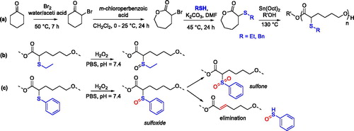 Figure 21. Synthesis and ring-opening polymerization of α-ethylthiocaprolactone and α-phenylthiocaprolactone to give ROS-responsive PCL (a) and oxidation pathways of the related polymers in the presence of H2O2 (b,c).