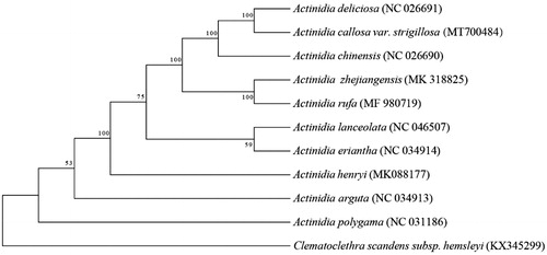 Figure 1. Phylogenetic position of A. strigillosa in Actinidia as inferred by MP analyses of chloroplast genome sequences. Numbers above the lines indicate the maximum likelihood bootstrap value >50% for each clade. Accession Numbers: A. chinensis (NC026690), A. deliciosa (NC026691), A. zhejiangensis (MK318825), A. rufa (MF980719), A. lanceolata (NC046507), A. eriantha (NC034914), A. henryi (MK088177), A. arguta (NC034913), A. polygama (NC031186), and Clematoclethra scandens subsp. hemsleyi (KX345299).