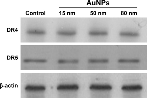 Figure S3 Calu-1 cells were treated with 50 μg/mL AuNPs for 12 h, and the expression of the death receptors, DR4 and DR5, was detected by Western blotting using specific antibodies.Abbreviations: AuNPs, gold nanoparticles; DR, death receptor.