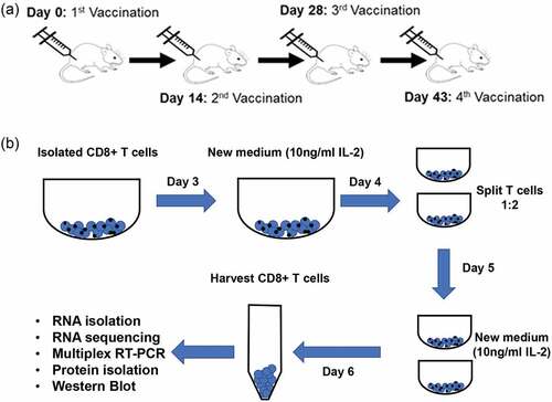 Figure 1. Isolation and activation of CD8+ T cells following vaccination with mD52. (a) mD52 vaccination schedule. Each individual animal was vaccinated i.m. With 50 micrograms of purified mD52 plasmid DNA in saline every 14–15 days for a total of 4 injections. (b) Schematic depicting in vitro CD8+ T activation. Pure CD8+ T cells were isolated from D52-vaccinated IL-10-deficient, IFN-γ-deficient, and wt mice and stimulated and expanded in vitro for RNA and protein isolation.