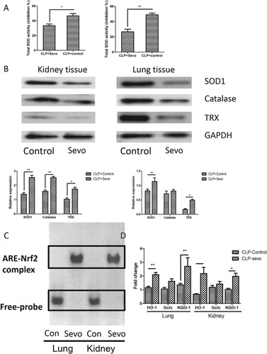 Figure 2. Sevoflurane reduces oxidative stress-induced injury in lung and kidney via activation of Nrf2 signaling. (A) The total activity of superoxide dismutase measured by colorimetric method in lung and kidney from the septic rats with or without treatment with inhaled sevoflurane (n = 6). (B) The representative figures and quantitative analysis of immunoblot result reflect the expression of antioxidative defense species in lung and kidney from septic rats with or without inhalation of sevoflurane (n = 6). (C) The impact of sevoflurane on the ARE-binding activity of Nrf2 reflected by EMSA assays in the nuclear extract from lung and kidney tissue. (D) The expression of downstream genes of Nrf2/ARE signaling pathway in lung and kidney tissue measured by quantitative RT-PCR (n = 6). The experiments were replicated three times. All data are represented as Mean ± SD. **p < .01, *p < .05.