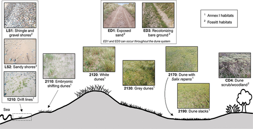 Figure 2. A typical dune profile (modified from Delaney et al., Citation2013) and sample field photos of Annex I and Fossitt habitats present within the study site.