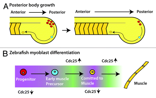 Figure 4. Cdc25 in posterior body growth (A) The vertebrate posterior body grows from anterior to posterior with cells leaving the progenitor zone (red) at the most posterior end to become early muscle precursors (blue). Early muscle precursors continue to differentiate (orange) and are packaged into chevron-shaped blocks of cells called somites. Ultimately, the precursors will fuse together in the somites to become multi-nucleated muscle. (B) As cells move through the different stages of differentiation in zebrafish, they move through periods of low Cdc25 transcription (purple) and high Cdc25 transcription (green). The low periods of Cdc25 transcription are critical for differentiation to muscle.
