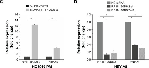 Figure 2 WWOX mRNA expression level was positively correlated with the RP11-190D6.2 lncRNA overexpression or knockdown in EOC cell lines.