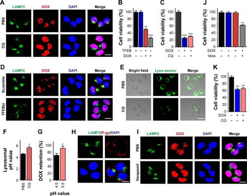 Figure 2 CQ sensitized the ovarian cancer cells to chemotherapy through reversing the drug sequestration of lysosomes.Notes: (A) A2780 cells were treated with DOX (4 µM, 4 hours) pretreated with or without CQ (10 µM, 2 hours), followed by LAMP2 staining. The result was analyzed under two-photon confocal microscope. Scale bar, 10 µm. (B) The cell viability of A2780 cells knocking down TFEB after treated with 0.1 µM DOX for 48 hours. (C) The cell viability of SKOV3 cells knocking down TFEB after treated with 0.1 µM DOX for 48 hours pretreated with or without CQ (10 µM, 2 hours). (D) Silencing TFEB or mock A2780 cells were treated with DOX (4 µM) for 4 hours, followed by LAMP2 staining. The result was analyzed under two-photon confocal microscope. Scale bar, 10 µm. (E) A2780 cells were treated with or without CQ (10 µM, 2 hours), followed by stained with lysosome sensor (1 µM) for 30 minutes. The result was analyzed under two-photon confocal microscope. Scale bar, 10 µm. (F) The lysosomal pH values of A2780 cells treated with or without CQ (10 µM) for 2 hours. (G) The metabolisms of DOX under different pH conditions were examined by HPLC. (H) The co-locations of LAMP2 and P-gp in A2780/DOXR cells were analyzed by using two-photon confocal microscope. Scale bar, 10 µm. (I) A2780/DOXR cells were pretreated with or without verapamil (5 µM, 2 hours), followed by DOX treatment (4 µM, 4 hours). The cells were stained with LAMP2 and analyzed under two-photon confocal microscope. Scale bar, 10 µm. (J) The cell viability of A2780/DOXR cells was detected after DOX (0.1 µM) treatment with or without verapamil (5 µM, 2 hours). (K) The cell viability of A2780/DOXR cells was measured after DOX treatment with or without CQ (10 µM, 2 hours). *P<0.05; **P<0.01; ***P<0.001.Abbreviations: CQ, chloroquine; DOX, doxorubicin; ns, no significant difference; TFEB, transcription factor EB.