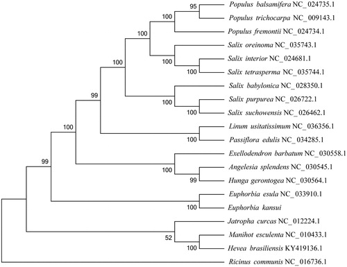 Figure 1. Phylogenetic tree based on twenty complete chloroplast genome sequences.