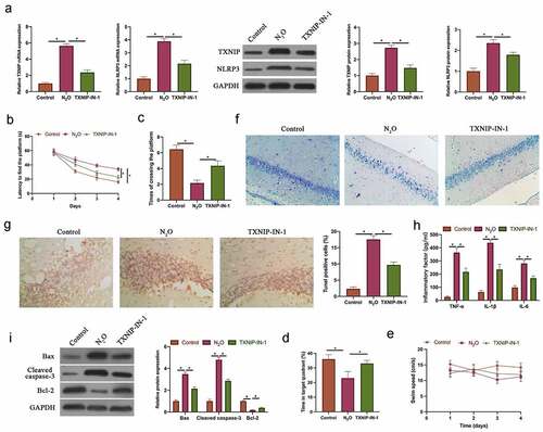 Figure 1. N2O-induced nerve cell injury in vivo was relative to regulating TXNIP/NLRP3