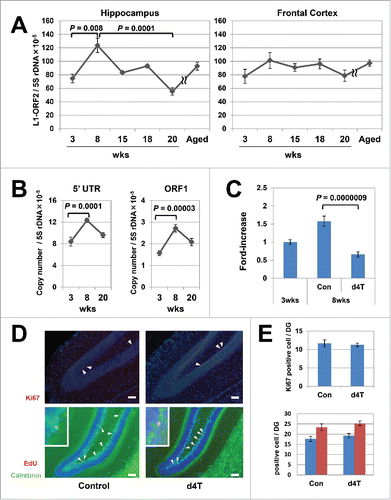 Figure 1. Age-dependent increases in L1 in the mouse hippocampus genome. (A) Age-related variation in the copy numbers in the hippocampus (left panel) and frontal cortex (right panel). Six groups (3-, 8-, 15-, 18-, 20-, and 55-week-old) of C57BL/6J inbred mice were subjected to quantitative polymerase chain reaction (qPCR) analysis. The copy numbers of L1-ORF2 were measured using the 5S ribosomal gene as a reference. We analyzed a total of 42 mice (21 female, 21 male) at 3 (3 female, 3 male), 8 (6 female, 6 male), 15 (3 female, 3 male), 18 (3 female, 3 male), 20 (3 female, 3 male) and 55 (3 female, 3 male) weeks of age. The error bars show the standard error of the mean (SEM) values. The copy numbers in the hippocampus were significantly higher in 8-week-old inbred mice (Steel–Dwass test, 3-week-old vs 8-week-old, P = 0.008; 8-week-old vs 15-week-old, P = 0.4; 8-week-old vs 18-week-old, P = 0.08; 8-week-old vs 20-week-old, P = 0.0001). (B) The copy numbers of L1-5′UTR and -ORF1. The measurement analysis was done using the 5S ribosomal gene as a reference. A total of 18 mice (9 female, 9 male) were analyzed at 3 (3 female, 3 male), 8 (3 female, 3 male), and 20 (3 female, 3 male) weeks of age. Bars show the SEM. The copy numbers in the hippocampus were significantly higher in 8-week-old inbred mice (Tukey's test, 5′UTR; P = 0.0001, ORF1; P = 0.00003). (C) Stavudine (d4T)-induced inhibition of the age-dependent L1 increase in the hippocampus genome. Mice were administered d4T in drinking water beginning 3 weeks after birth and continued for 5 weeks, and then the L1 copy numbers in the hippocampus genome were analyzed. Bars show the SEM. The analysis included 47 control mice (3-week-old; 24 female, 8 male, 8-week-old; 9 female, 6 male) and 12 d4T-treated mice (3 female, 9 male). Of note, d4T treatment inhibited the L1 increase in 8-week-old mice (Steel–Dwass test, P = 0.0000009). (D) Representative results of the immunohistochemical analysis of d4T-treated mice. Ki67 (red; arrowheads), calretinin (green), 5-ethynyl-2-deoxyuridine (EdU) (red) and calretinin-EdU double-positive cells (yellow; arrowheads, inset) were visualised in the dentate gyrus of d4T-treated mice. Nuclei are depicted in blue. Scale bar, 50 µm. (E) Comparison of Ki67-positive cells and calretinin-EdU double-staining cells in mice with or without d4T treatment. Under graph shows calretinine-EdU double-staining cells (blue column) and EdU-positive cells (red column). The analysis included a total of 16 mice (8 female, 8 male); 8 control mice (4 female, 4 male) and 8 d4T-treated mice (4 female, 4 male). Ki67-positive cells and calretinin-EdU double-staining cells were counted in 3 randomly selected sections that were prepared from each mouse.