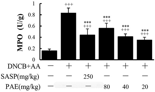 Figure 5. MPO levels of rectum segments from rats treated with P. americana extract (PAE) (20, 40 and 80 mg/kg/day enemas) or sulphasalazine (SASP) (250 mg/kg/d enemas). +++ p < 0.001 versus the vehicle group; ***p < 0.001 versus the dinitrochlorobenzene and acetic acid-induced colitis group.