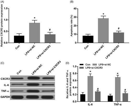Figure 4. Effect of knockdown of CXCR3 expression on LPS-induced A549 cell injury. (A) Knockdown of CXCR3 on protein expression of CXCR3 in A549 cells; (B) knockdown of CXCR3 on apoptosis of LPS-induced A549 cells; (C,D) knockdown of CXCR3 on protein expression of CXCR3, IL-6, TNF-α in LPS-induced A549 cells, compared with Con group, *p < .05; compared with LPS + si-NC group, #p < .05.