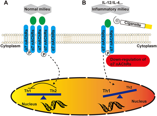 Figure 7 Schematic representation of Th1/Th2 cell dysfunction via the cytokine milieu. (A) In the presence of a normal milieu, appropriate α7 nAChR expression in CD4+ T cells keeps effector T cells in balance. (B) However, upon inflammatory insult or cigarette smoke extract (CSE) exposure, downregulation of α7 nAChRs by the activated immune system in susceptible individuals evokes Th1 cell-mediated proinflammatory responses.