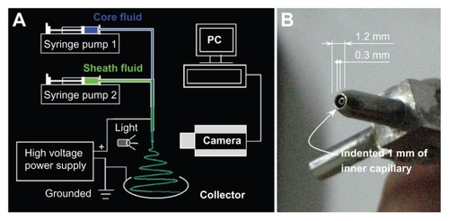 Figure 1 Schematic diagram of the modified coaxial electrospinning process (A) and the homemade concentric spinneret (B).