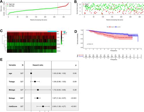 Figure 4 Assessment of prognostic value of the ARG signature model in the GSE20685 validation cohort. (A) The distribution of risk scores in the GSE20685. (B) Patient distribution in the high- and low-risk group according to overall survival status. (C) The heat map showing expression profiles of the six ARGs. (D) Kaplan–Meier curves for the overall survival of patients in the high- and low-risk group. (E) Multivariate Cox regression analysis of ARGs signature and other clinicopathological factors.