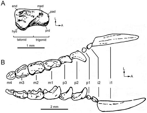 Figure 1. Interpreted tooth and cusp homology for acrobatids. A, Lower molar Rm1. B, Lower dentition i1–2 p1–3 m1–4. Abbreviations: A, anterior; end, entoconid; hyd, hypoconid; L, lingual; med, metaconid; pad, paraconid; prd, protoconid. Modified from drawing by M. Woodburne in Archer (Citation1984). [81 mm width].