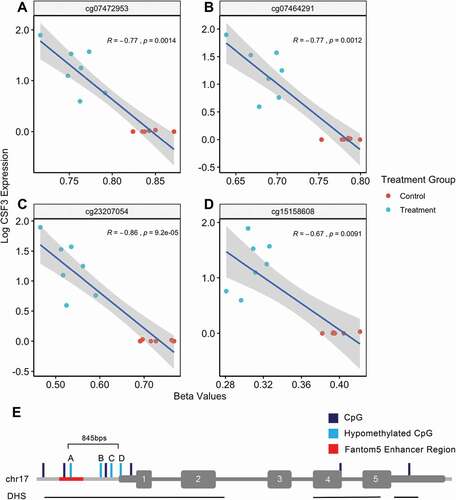 Figure 4. Hypomethylated CpGs related to CSF3 is negatively associated with increased CSF3 expression. Correlation between methylation beta values of CSF3-associated CpGs and gene expression (a–d). Correlations calculated based on Spearman’s rank correlation method. Pseudomonas aeruginosa extracellular vesicle treated lung macrophages coloured blue. Control lung macrophages coloured red. Linear regression line and 95% confidence interval indicated by the blue line and grey bands, respectively. (e) Representation of location of hypomethylated CpGs as well as other unchanged CSF3-associated CpGs in relation to CSF3 gene. Exons numbered in white. 845bps indicates distance from the furthest differentially methylated CpG to the transcription start site