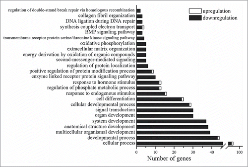 Figure 2. Statistically significant (p < 0.05) Gene Ontology terms that are related to the genes whose expression is changed in the retina of OXYS rats in comparison with Wistar rats at age 20 d.