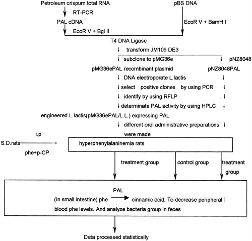 Figure 1. Novel strategy to treatment of PKU.