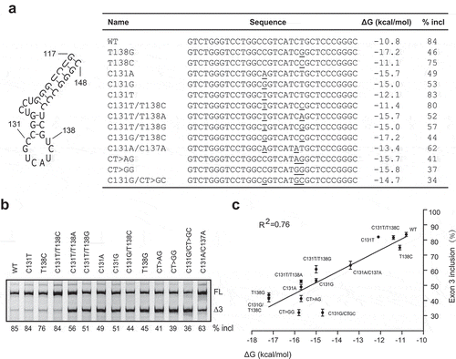 Figure 5. A putative RNA secondary structure located around ESE3b inhibits PDCD1 exon 3 splicing. (a) An RNA secondary structure is predicted by UNAFold in exon 3 from positions 117 to 148. For all mutants assayed, sequences at the structure region, predicted minimum free energies (ΔG, Kcal/mol) and percentages of exon 3 inclusion were listed. (b) Splicing of WT and mutant minigenes were analysed in 375 cells. The percentage of exon 3 inclusion for each minigene is shown below the gel. (c) The percentage of exon 3 inclusion of each mutation is presented as a scatter plot against the calculated minimum free energy. A strong correlation was observed by SPSS Pearson analysis (R2 = 0.76).