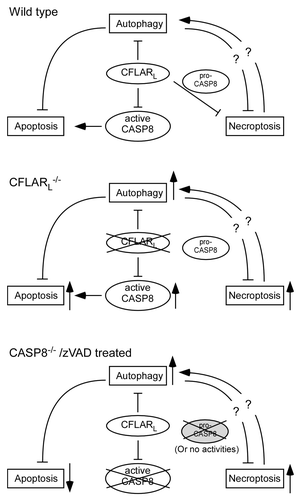 Figure 1. CFLARL-mediated interplay of autophagy, apoptosis and necroptosis in T lymphocytes. CFLARL controls apoptotic signaling (CASP8) activity and downregulates autophagy. Together with pro-CASP8 (with intact activity), CFLARL inhibits necroptosis induction in T cells. In the absence of CFLARL, autophagy, necroptosis and apoptosis are all enhanced. Active CASP8 fails to suppress necroptosis without CFLARL. In the absence of CASP8 or when caspase activities are inhibited, apoptosis is blocked. However, necroptosis is induced in the cells, as the catalytic activity of pro-CASP8 is required for RIPK1 inhibition. The autophagy level in casp8−/− T cells is yet to be determined.