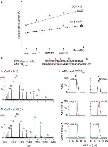 Figure 2. Investigation of CaM/peptide complexes using ion mobility-mass spectrometry.(a.) Collision cross sections (CCSs) of CaM and CaM/peptide complexes as a function of their protein mass. CCSs of the compact and dumbbell conformation of CaM are shown as open squares. The estimated mass-to-CCS correlation of idealized spherical particles and idealized cylindrical particles are shown as black and grey lines, respectively. The trendlines provide an indication if the investigated complexes formed by CaM and different peptides (P1, P2, P3) are of the compact or extended type.(b.) Amino acid sequences of the investigated peptides skMLCK577-602 (M13) and skMLCK575-607 (skMLCK). Hydrophobic anchor residues of the 1–5–8–14 CaM-binding motif position are marked in red, while a potential hydrophobic contact site in motif position 26 of skMLCK is marked in green.(c, d.) Negative ion mass spectra of CaM/peptide complexes. Spectra were derived from 10 µM CaM without external addition of Ca2+ and in presence of 20 µM M13 (c) and 20 µM skMLCK (d), respectively. Charge states of unliganded CaM are shown in black, whereas the charge states of the CaM/M13 and the CaM/skMLCK complex are highlighted in red and blue, respectively. In all cases the ratio of bound complex is Ca2+/CaM/peptide 4:1:1.(e.) Arrival time distributions (ATDs) and experimental CCSs. Shown are helium CCSs (DTCCSHe) of CaM and the corresponding CaM/peptide complexes with four Ca2+ in charge state 8- and 9-. Note that in both charge states, the experimental DTCCSHe of the CaM/skMLCK complex does not differ significantly from that of the CaM/M13 complex, identifying both CaM/peptide complexes as compact type.