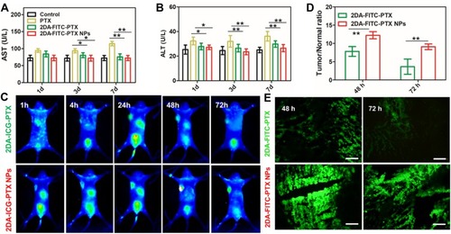 Figure 5 Acute toxicity and in vivo NIR and optical imaging analysis. (A) Blood biochemistry test of AST (A) and ALT (B) after various treatments (n = 4). (C) In vivo NIR imaging in MDA-MB-231 xenograft tumor mice (n = 4). (D) Time courses of tumor-to-normal tissue (T/N) ratio in MDA-MB-231 tumor for 2DA-ICG-PTX and 2DA-ICG-PTX NPs. Statistical analysis indicates significant difference of T/N ratio in the MDA-MB-231tumors between the two drugs (n = 4). (E) Ex vivo fluorescence images of tumor tissues after 48, 72 h post-injection of FITC-labelled 2DA-FITC-PTX and 2DA-FITC-PTX NPs intravenously (n = 4). *P < 0.05; **P < 0.01. Scale bars are 100 μm.Abbreviations: AST, aminotransferase; ALT, alanine aminotransferase; NIR, near-infrared; 2DA-ICG-PTX, 2-glucosamine-fluorescein-5(6)-isothiocyanate-glutamic acid-paclitaxel, 2DA-ICG-PTX NPs, 2-glucosamine-fluorescein-5(6)-isothiocyanate-glutamic acid-paclitaxel nanoparticles.