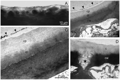 FIGURE 3 The cuticle on the “President” fruit surface. A—visible a brightly shining layer of the cuticle observed under LM. B–D—The cuticle observed under TEM. B, C—Note two layers of the cuticle: brighter—cuticle proper and darker—cuticular layer and the border of the occurrence of the epicuticular wax layer (arrow heads). D—Visible cuticle penetrating between the cells of the epidermis (asterisk). c: cuticle, cp: cuticle proper, cl: cuticular layer, cw: cell wall, e: epidermis, n: nucleus, v: vacuole.