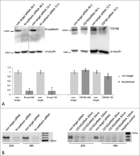 Figure 5. Expression of N-cadherin and CD162 after molecule specific siRNA knockdown as analysed via Western blot (A) and PCR (B). Protein specific knockdown via siRNA transfection was analysed compared to non target siRNA incubation using immunochemical detection after SDS gel electrophoresis and Western blot. After 48 and 72 h incubation N-cadherin specific knockdown was 83% and 84% (5 replicates), CD162 knockdown was only verified via western blot after 72 h siRNA incubation and showed strong interexprimental fluctuations (6 replicates). PCR confirmed RNA suppression of N-cadherin (20 nm siRNA) and CD162 (20, 50, 100 nm siRNA) after 48 and 72 h incubation.
