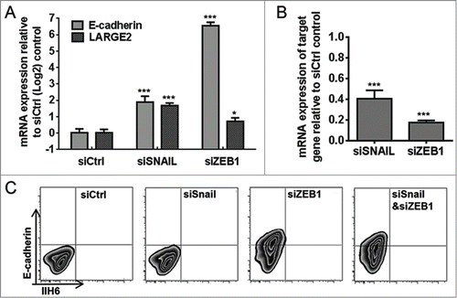 Figure 3. Silencing ZEB1 rescues expression of E-cadherin and results in increased LARGE2 mRNA expression. (A): Relative expression of the E-cadherin mRNA and LARGE2 genes in Snail- and ZEB1- silenced TEM4-18 cells. qRT-PCR was performed 5 days post transfection of the indicated siRNA, and mRNA levels are expressed relative to those in cells transfected with a control siRNA (ANOVA; *, P < 0.05, ***, P < 0.001). (B) Efficiency of knockdown in A as measured by qRT-PCR. (Student's t-test; ***, P < 0.001) (C): Expression of E-cadherin and functional glycosylation of αDG in Snail, ZEB1 and both-silenced TEM4-18 cells, as assessed by flow cytometry 5 days post transfection.