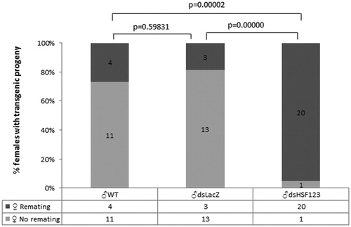 Figure 1. Females mated to Hsf-silenced males are not refractory to subsequent mating. Virgin females were mated to dsHSF123-males (experimental group) and two control male groups (dsLacZ and WT). Females collected from mating pairs were allowed to recover for 2 days and then exposed to transgenic males for other 48 h. Subsequently, females were blood fed and let to oviposit. Histograms represent the number of females that after being exposed to transgenic males generated transgenic progeny. The differences between experimental and control groups were statistically significant with p<0·001 as assessed using the contingency χ2 test.