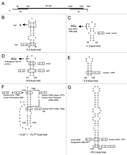 Figure 1. (A) Positions of the nucleoprotein coding region (NP CDS) and packaging signals (PS)Citation20 in the NP segment of the influenza A virus genome. The numbering of the (+) sense RNA is used. (B-G) Predicted conserved structures in the NP segment. All structures except the vRNA pseudoknot are shown for (+) RNA polarity. The structures are shown for the sequence from the A/Puerto Rico/8/34 (H1N1) strain (accession EF467822); the most frequent base pairs and covariations in specific lineages and strains are boxed. Statistics of covariations is shown in Table 1 and Tables S1-S6. Deletions of glycine codons are denoted as ΔGly. Folding free energies are given for A/Puerto Rico/8/34, calculated as described in Materials and Methods; pseudoknot thermodynamic parameters are from Gultyaev et al.Citation22 or Cao et al.Citation23