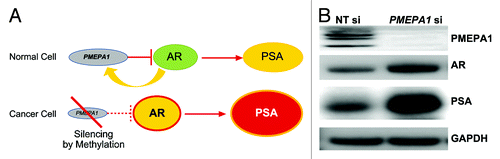 Figure 5. (A) Silencing of the PMEPA1 gene disrupts a negative control over AR leading to enhanced AR activity resulting in elevated levels of PSA. (B) AR and PSA protein levels are increased in response to PMEPA1 knockdown in LNCaP cells.