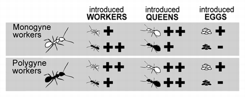 Figure 1 The social origin of workers, queens and queen-laid eggs significantly influences the level of aggression they receive from foreign conspecific workers from (white) monogyne and (black) polygyne colonies in the ant Formica selysi. Workers' aggressiveness is (+) high, (++) very high or (−) non-significant. Results are detailed in references Citation1, Citation11, Citation12 and Citation20.