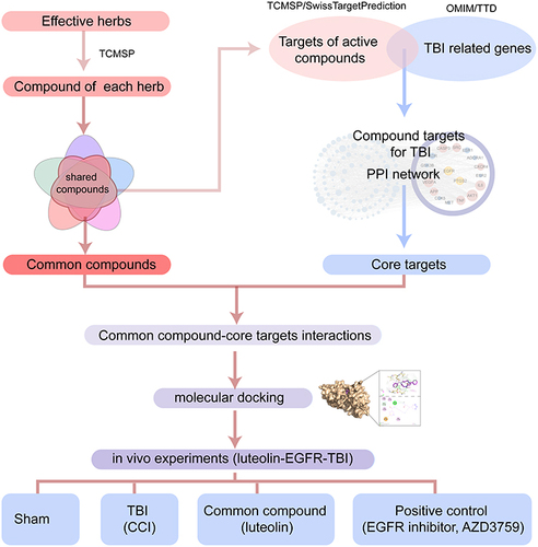 Figure 1 Flowchart of this research. The common compounds of the effective herbs and the compound targets in TBI are screened. The potential common compounds-core target interactions are assessed by molecular docking and in vivo experiments.