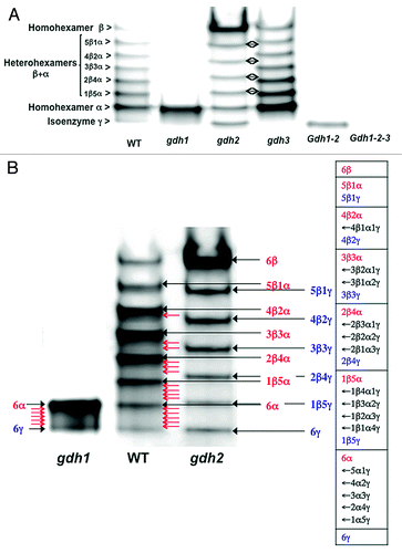 Figure 1. NAD-GDH isoenzyme patterns of roots of Arabidopsis wild type and mutants deficient in the three genes encoding the enzyme. (A) Protein extracts of the roots of the wild type (WT), gdh1, gdh2, gdh3, gdh1-2 and gdh1-2-3 mutants were subjected to native PAGE followed by NAD-GDH in-gel activity staining. The different subunit combinations of the eight isoenzymes detected in the WT are indicated on the left side of the panel. Double arrows indicate the shift observed between the gdh2 and the gdh3 mutants for the positions of the different isoenzymes. (B) Protein extracts of the roots of the WT, gdh1 and gdh2 mutants were subjected to native PAGE followed by NAD-GDH in-gel activity staining. The possible combinations of the three GDH subunits α, β and γ in the different isoenzymes, when they are all present in the WT are shown in the table at the right side of the panel. The subunit composition that predominates in the WT is indicated in red (black closed arrows). The red open arrows in the WT indicate the position of the other subunit composition also listed in the table on the right. The possible different combinations of the subunits in the GDH isoenzymes, when the subunit α or the subunit β is lacking in the gdh2 and gdh1 mutants respectively are also shown in blue (black closed arrows) and in the table on the right. The red open arrows in the gdh1 mutant indicate the position of the five heterohexamer isoenzymes and their composition is presented in the table on the right.