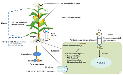 Figure 4. Potential uptake mechanisms and accumulation of lead (Pb) in plant parts.Citation74