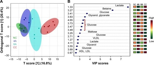 Figure 7 The combined and pairwise OPLS-DA analysis. Figure 8 Metabolic effects of 4A and 6A treatment.Notes: The box-cum-whisker plots show relative variations in quantitative profiles of serum metabolites relevant in the context of the pathophysiology of hepatocellular carcinoma. The metabolites highlighted in green color are the metabolites whose p-value was found not to be significant (p>0.05). In the box plots, the boxes denote interquartile ranges, horizontal line inside the box denote the median, and bottom and top boundaries of boxes are 25th and 75th percentiles, respectively. Lower and upper whiskers are 5th and 95th percentiles, respectively. NC, CC = NDEA, PC, 4A, and 6A =10 mg/kg. The y-axis denotes normalized intensity (au) for all cases.Abbreviations: CC, carcinogen control; NC, normal control; NDEA, N-nitrosodiethylamine; PC, positive control.Display full sizeNotes: (A) 2D OPLS-DA analysis of 1D 1H CPMG NMR spectra score plot derived from combined analysis comprising all the groups: NC, CC, 4A, and 6A =10 mg/kg. (B) Pairwise analysis. The potential discriminatory metabolite entities identified from VIP scores derived from PLS-DA modeling of complete data matrix and resulting VIP scores for top 20 metabolite entities are shown in increasing order of VIP score values to highlight their discriminatory potential.Abbreviations: 1H CPMG NMR, proton Carr–Purcell–Meiboom–Gill nuclear magnetic resonance; CC, carcinogen control; NC, normal control; OPLS-DA, orthogonal partial least squares discriminant analysis; PLS-DA, partial least squares discriminant analysis; VIP, variable importance in projection.