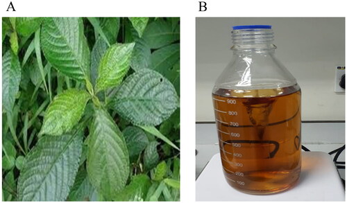 Figure 1. (A) Strobilanthes crispus leaves that were used in the study; (B) biosynthesis of AgNP mediated with S. crispus at 24h.