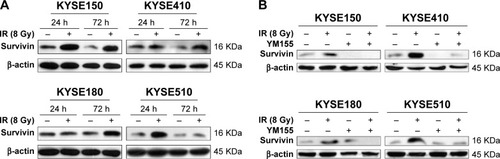 Figure 1 YM155 inhibited the upregulation of survivin induced by radiation in ESCC cells. (A) ESCC cells were harvested and the cell lysates were subjected to immunoblot analysis with antibodies against survivin. (B) Survivin was detected 72 h after 8 Gy radiation with or without YM155 treatment. β-actin was used as an internal control.