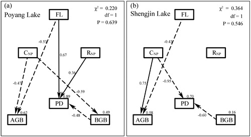 Figure 4. The SEM analyses at Poyang Lake (A) and Shengjin Lake (B). PD: Plant diversity; AGB: aboveground biomass; BGB: belowground biomass; FL: flooding variable; CNP: soil nutrient concentration variable; RNP: the ratio of soil total nitrogen to total phosphorus. Numbers at arrows are standardized path coefficients (equivalent to correlation coefficients). Solid and dashed arrows indicate significant positive and negative relationships, respectively (p < 0.05). Numbers close to endogenous variables represented the variance explained by the model.